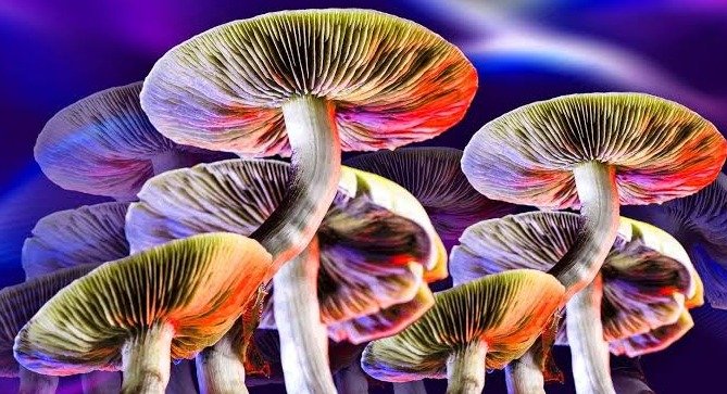 psychedelicsinusa.com