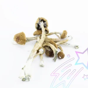 Buy Golden Teacher mushroom online in USA